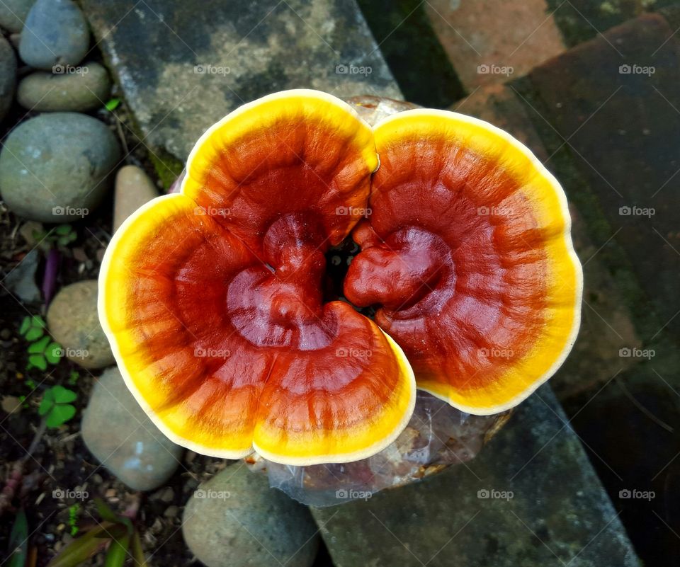 Ganoderma sp - Reishi Mushroom