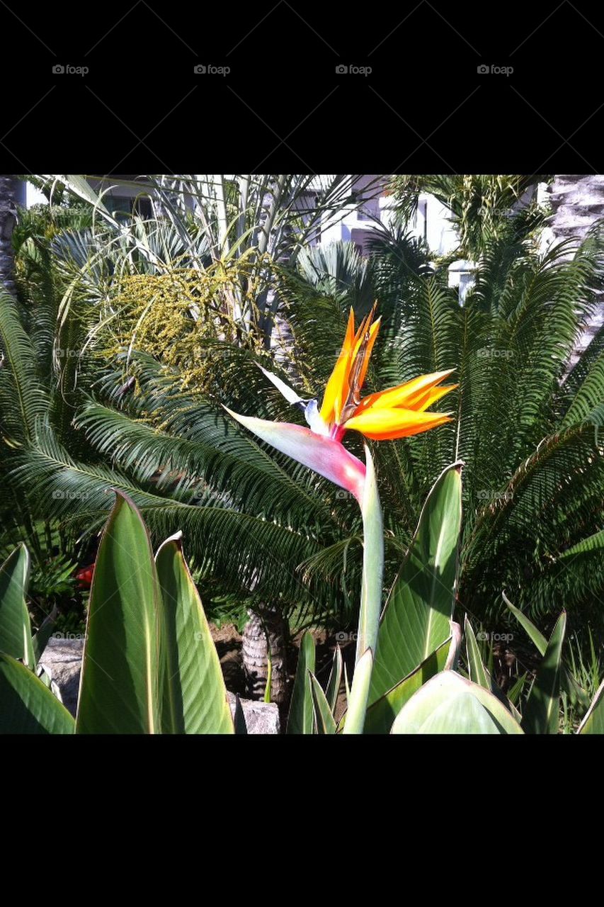 Bird of Paradise, Cabo 