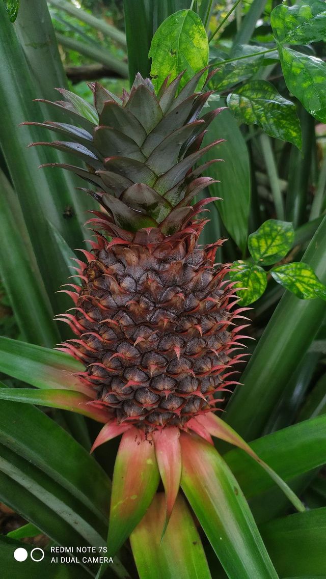 Home grown Pineapple 🍍