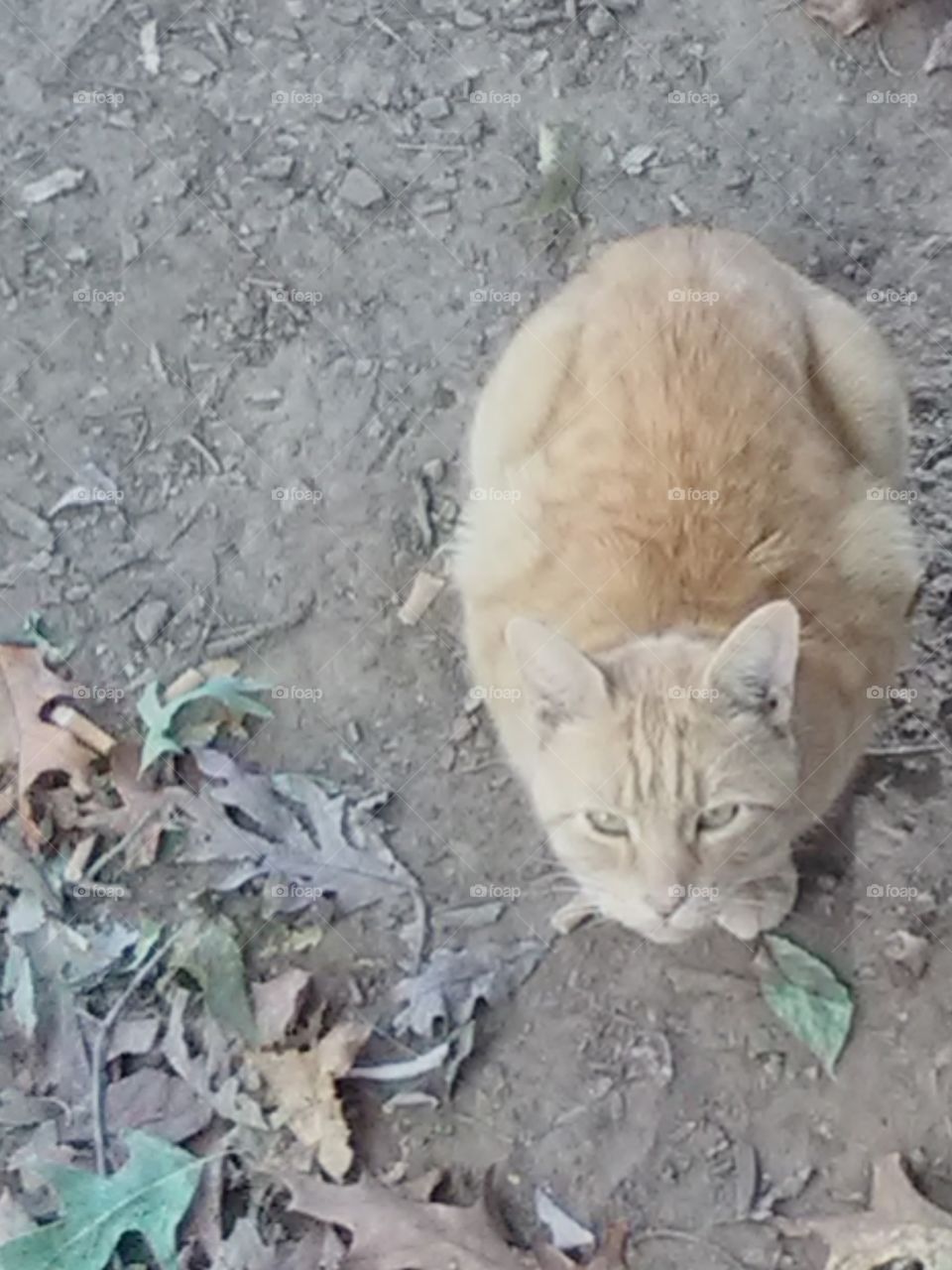 cat enjoying fall