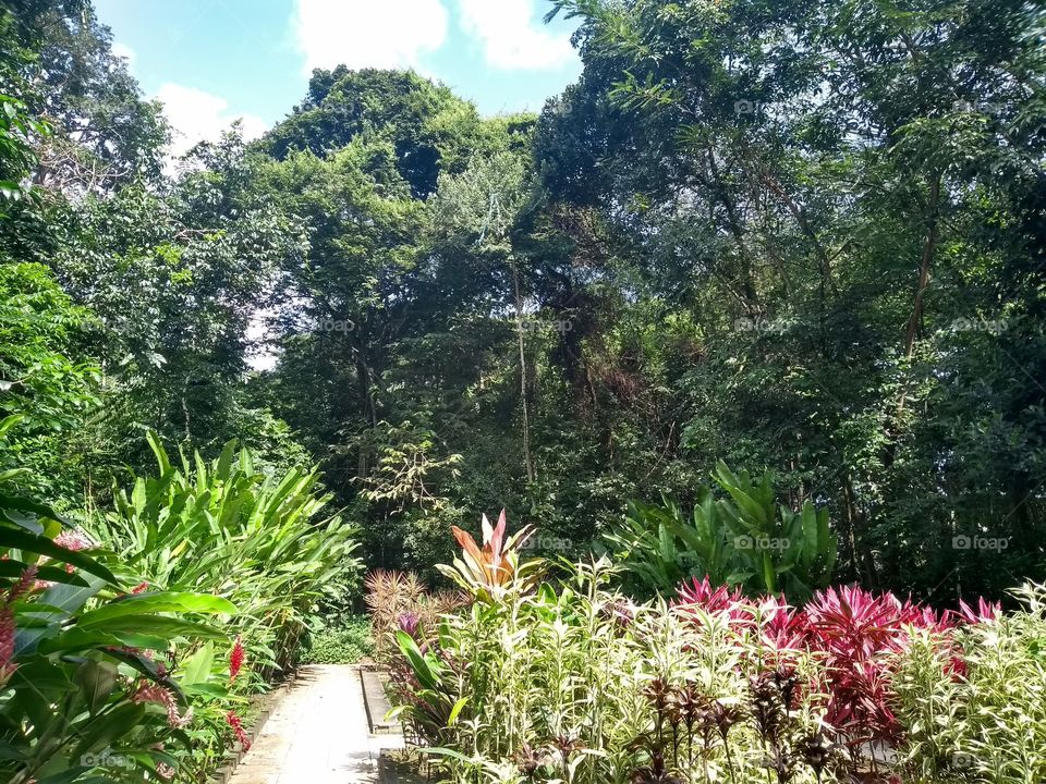 Jardim botânico