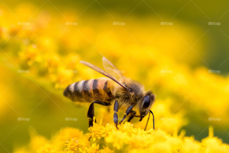 honeybee on the yellow flowers drinking his fill of nectar.