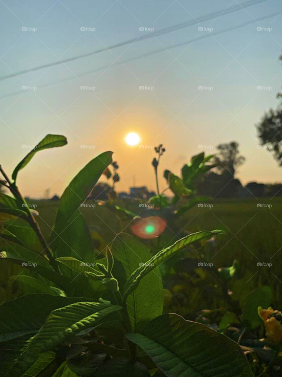 To plant a garden is to believe in tomorrow