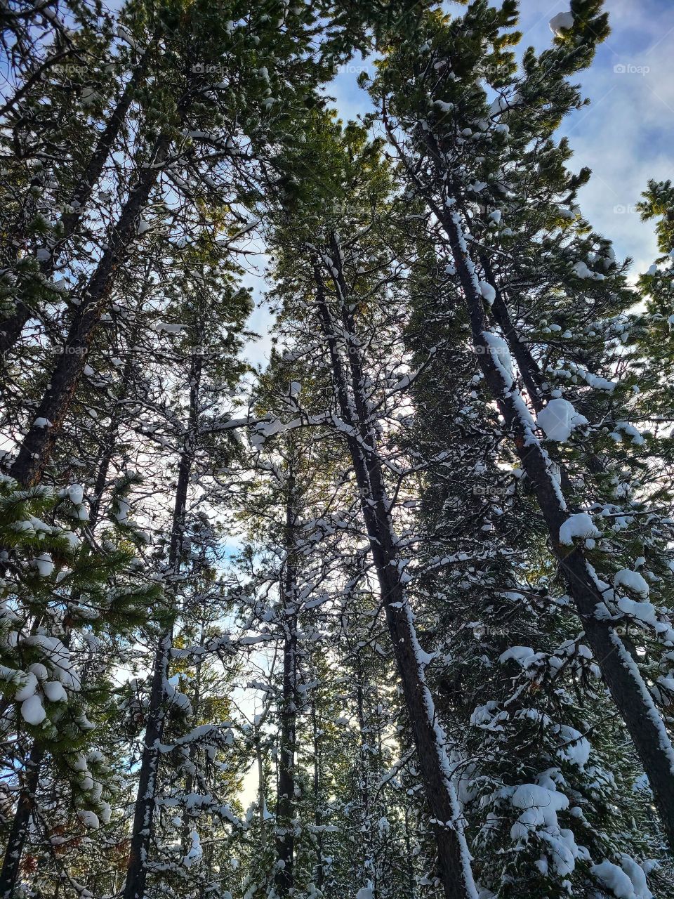 Tall pine trees in the wintertime