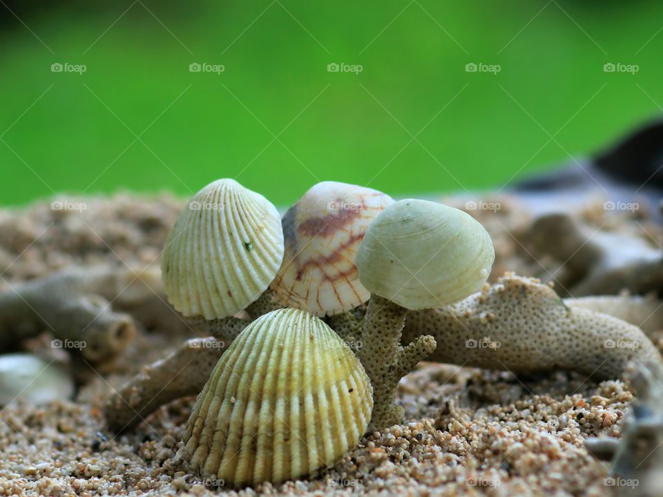 Side By Side..
Sea Shells..