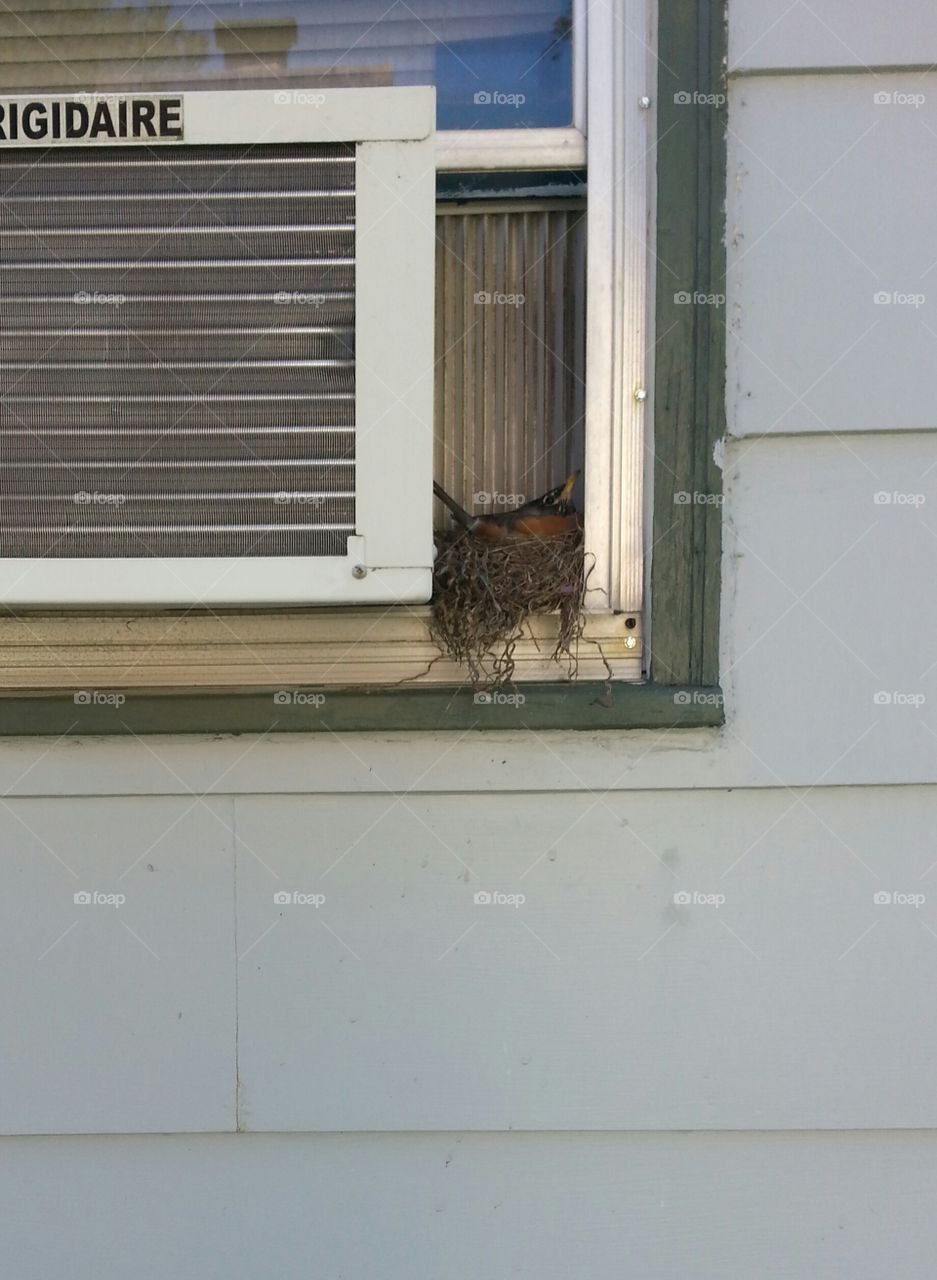 robin protecting nest .
