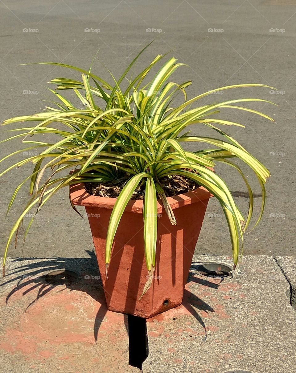 house plants in pots