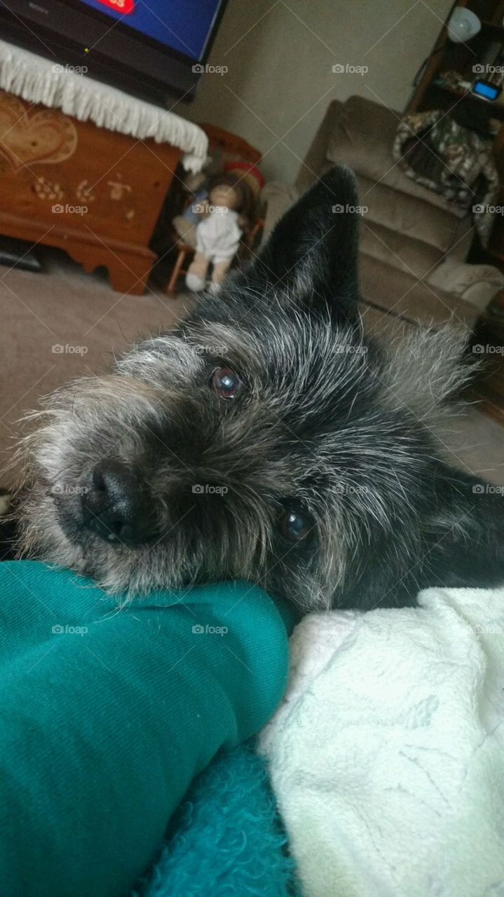 Black chow chow and terroir mix 