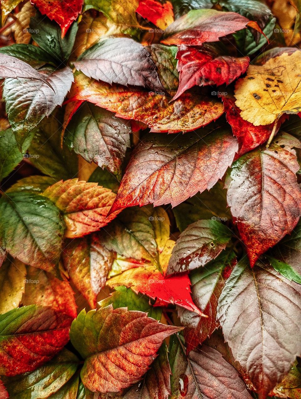 autumn screensaver