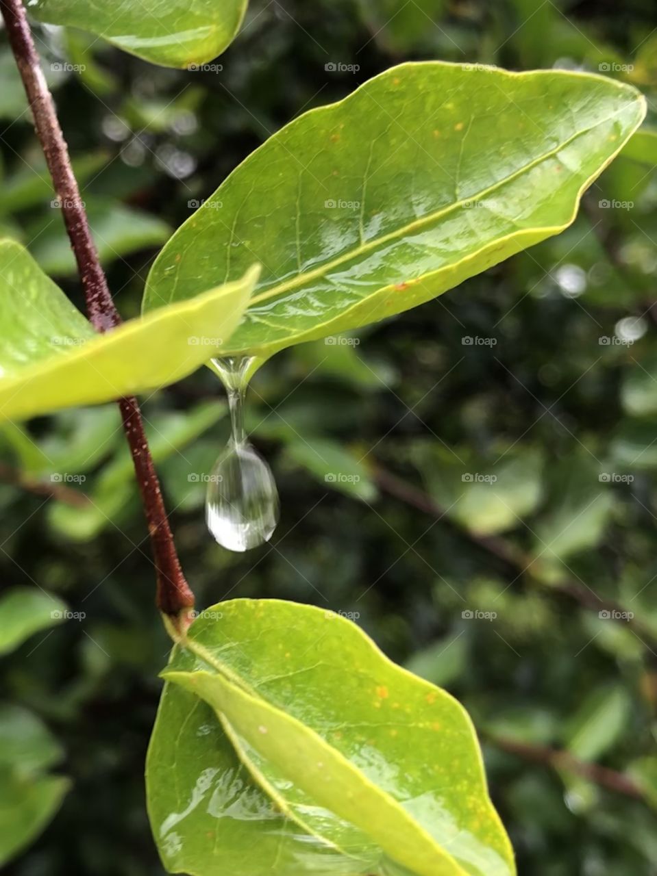 Rain and leaf