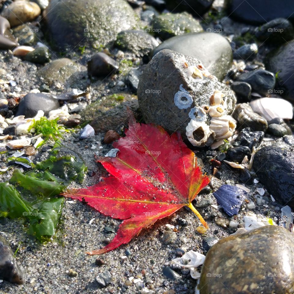 fall beach combing