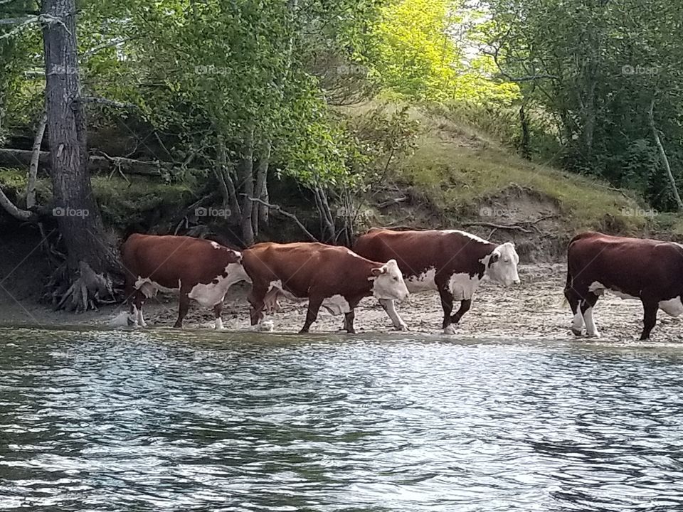 cows on the saco