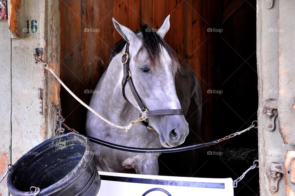 Aljalela. Beautiful roan two-year old filly trained by Todd Pletcher wins her debut race on the turf. Looking pretty in her stall 