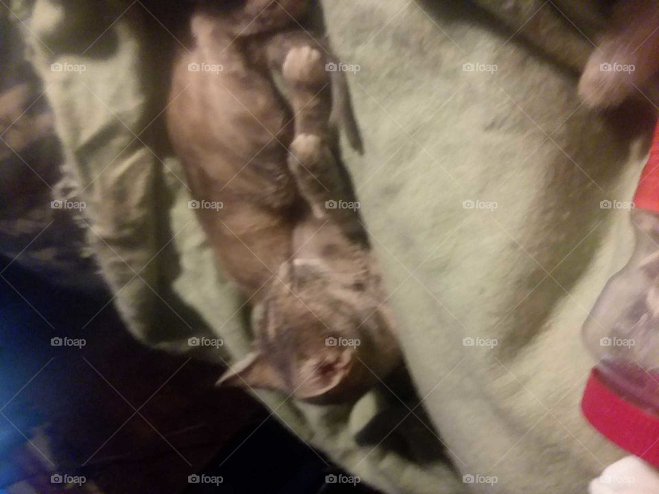 kitty sleeping wool blanket sleeping