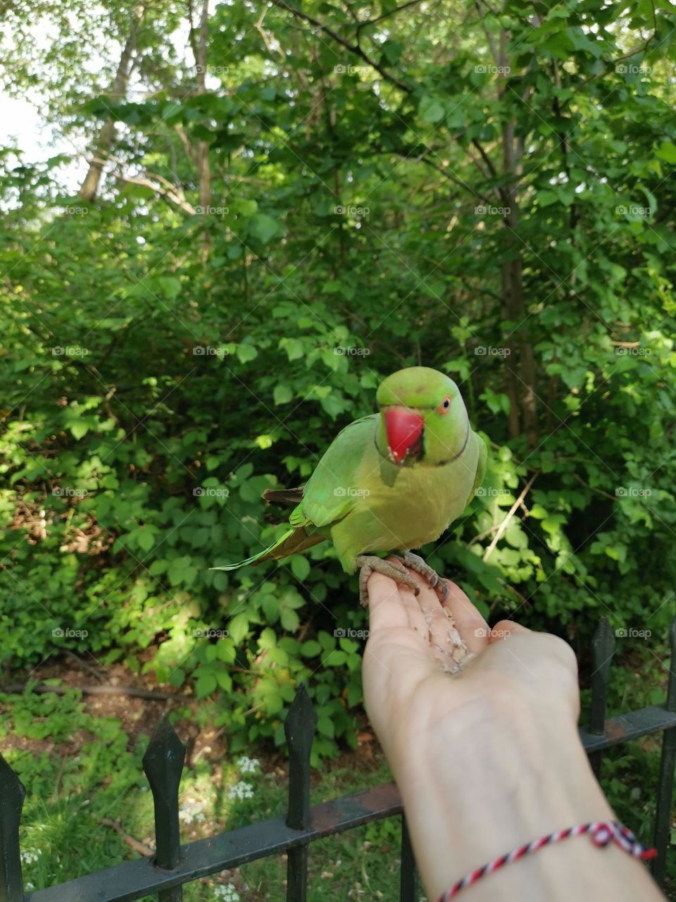 Green parrot