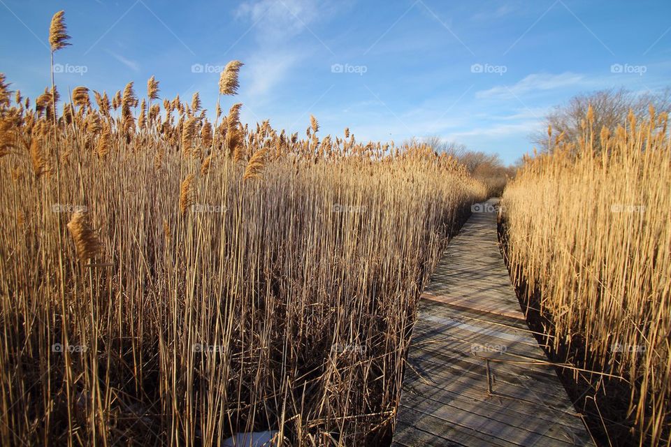 Plum Island