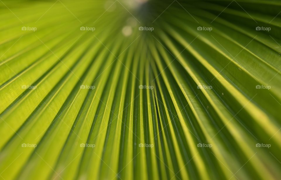 Beautiful wave on the fresh green leaf