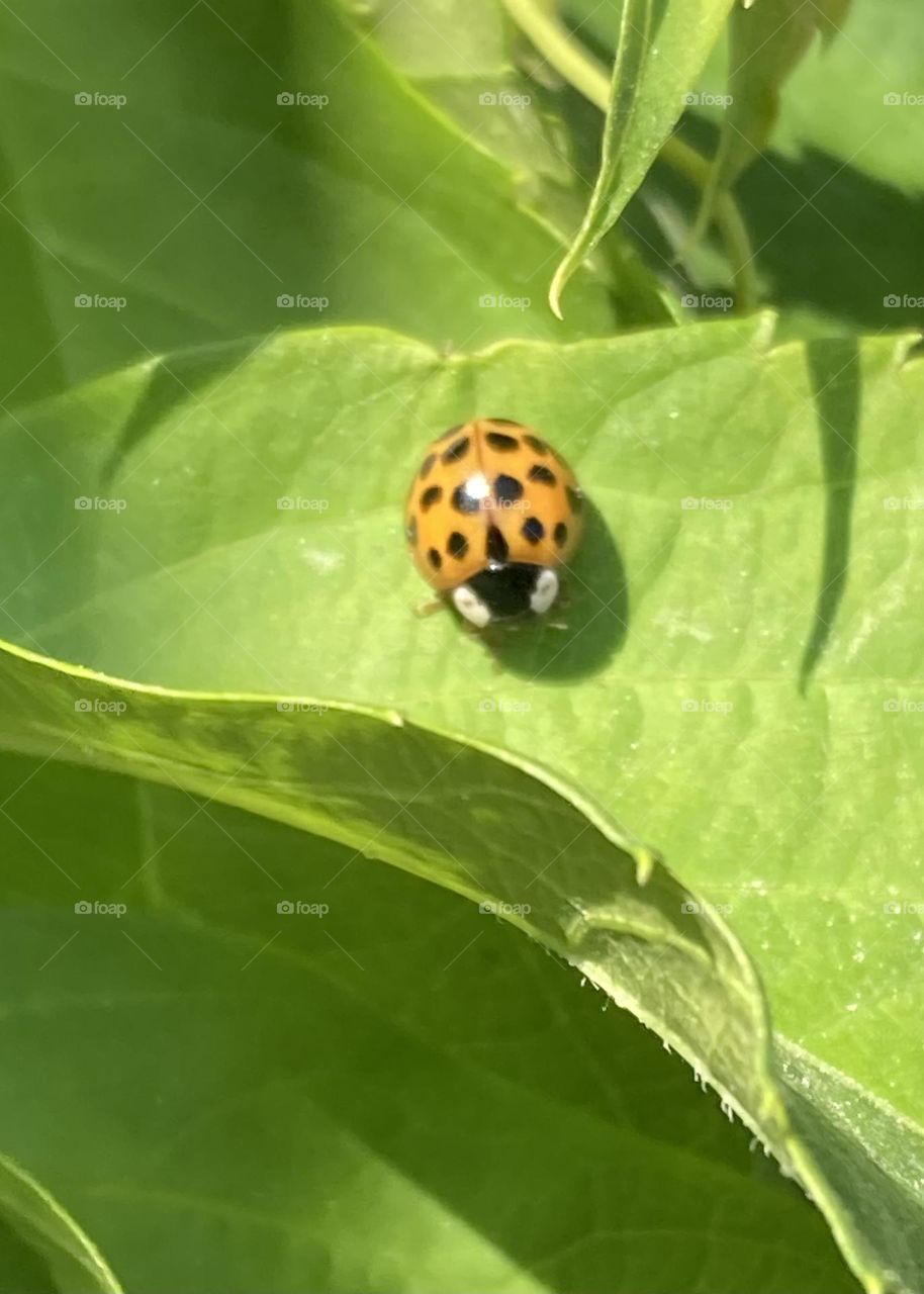 Ladybug