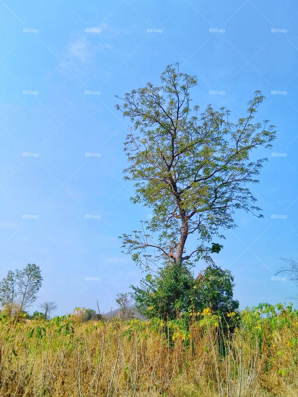 tree,sky