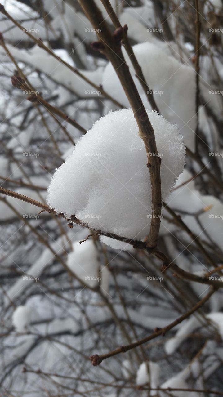 This tree is ready for a snowball fight!