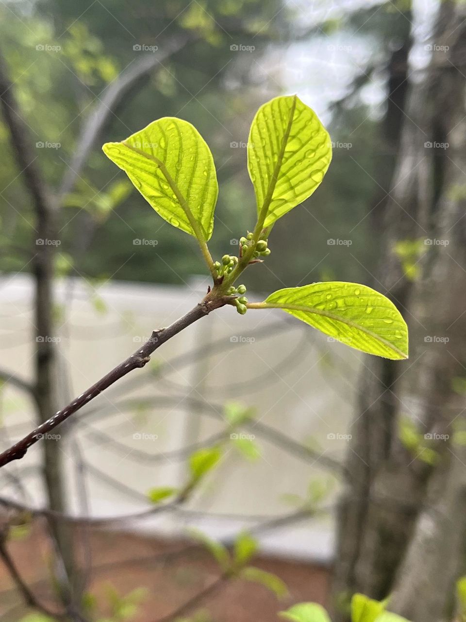 Raindrops on a fresh spring leaf