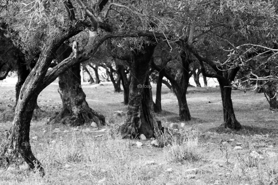 Trees