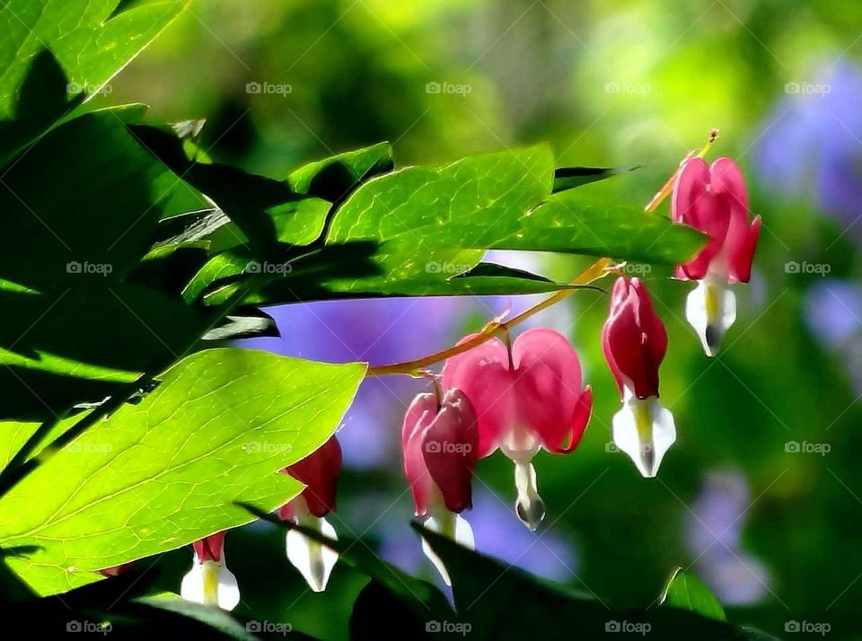 Bleeding heart