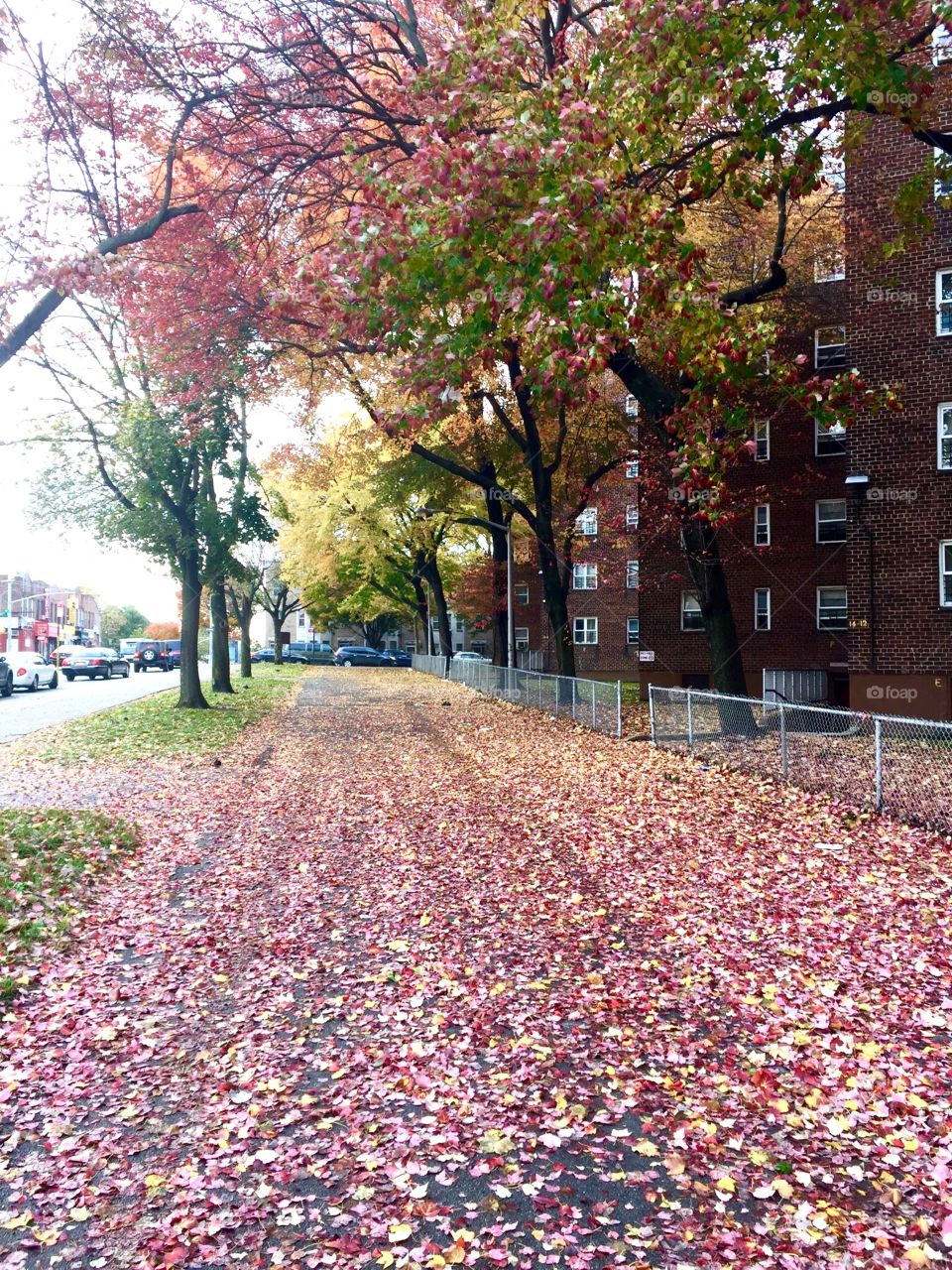 Autumn mat of beautiful colors of fall leaves on sidewalk in Brooklyn, New York.