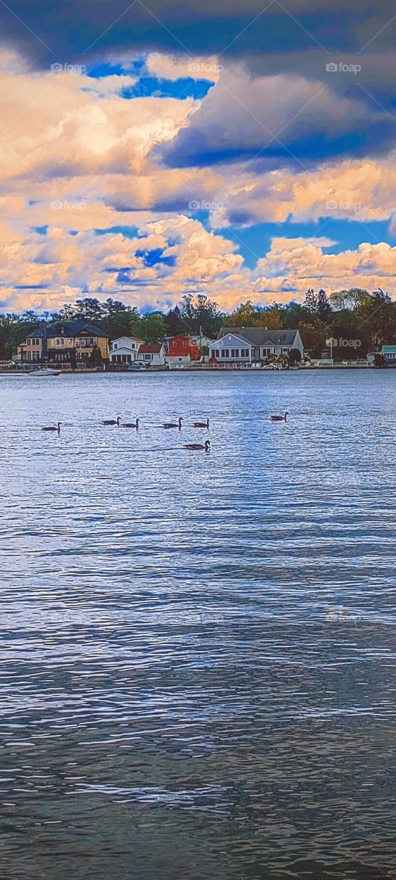 Canadian Geese on the Lake