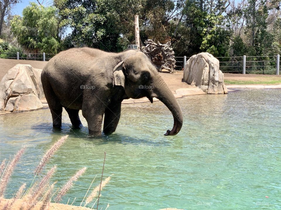 Elephant cooling off and bathing in the water