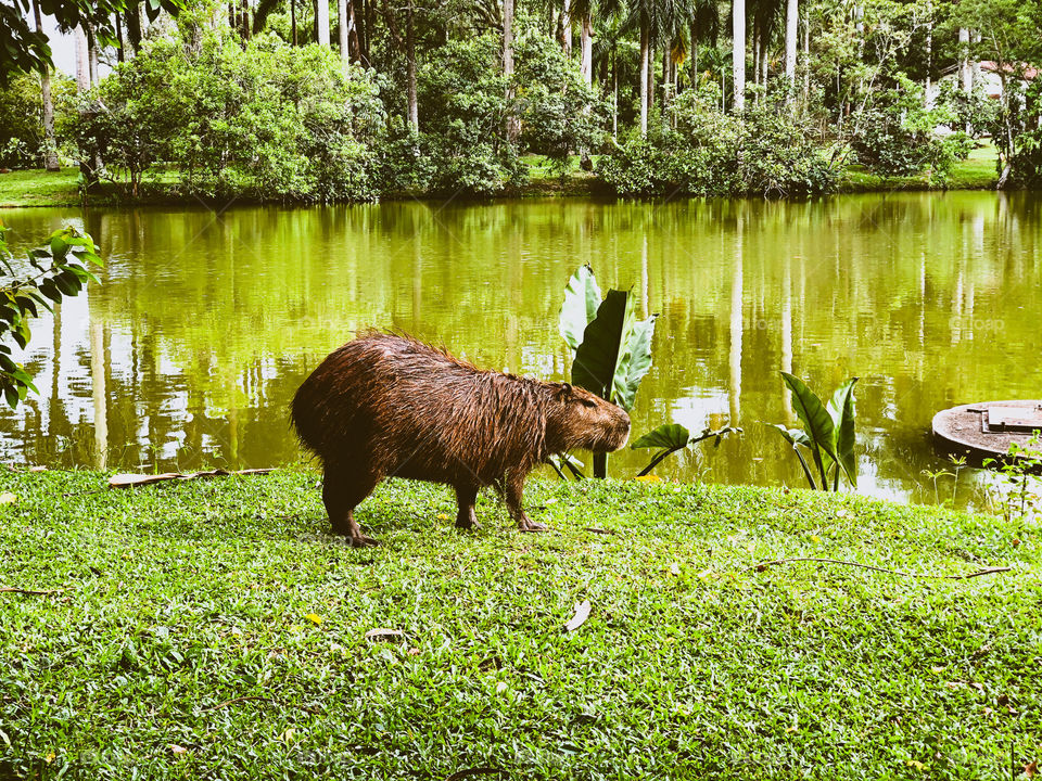 Capivara 