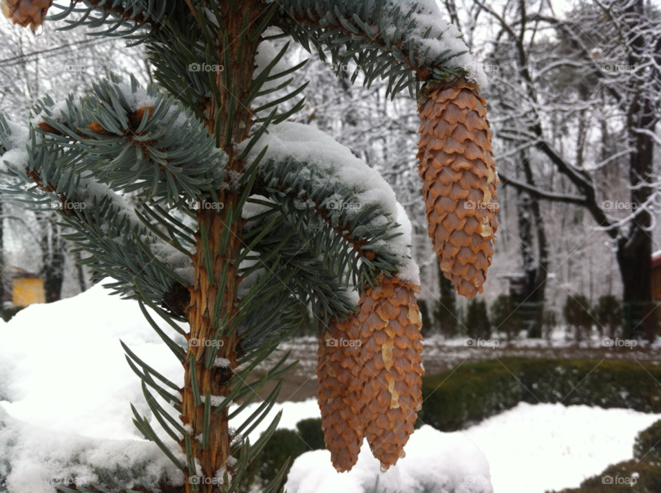 snow winter nature christmas by tediiliescu