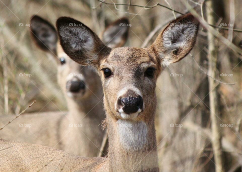 Michigan Deer