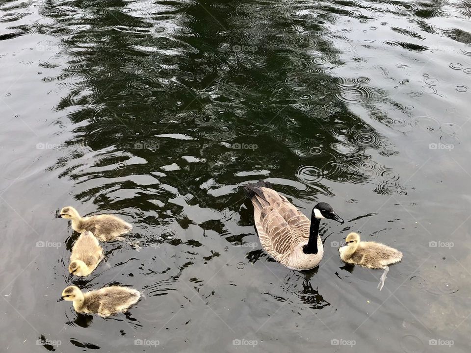 Canadian Geese Family 