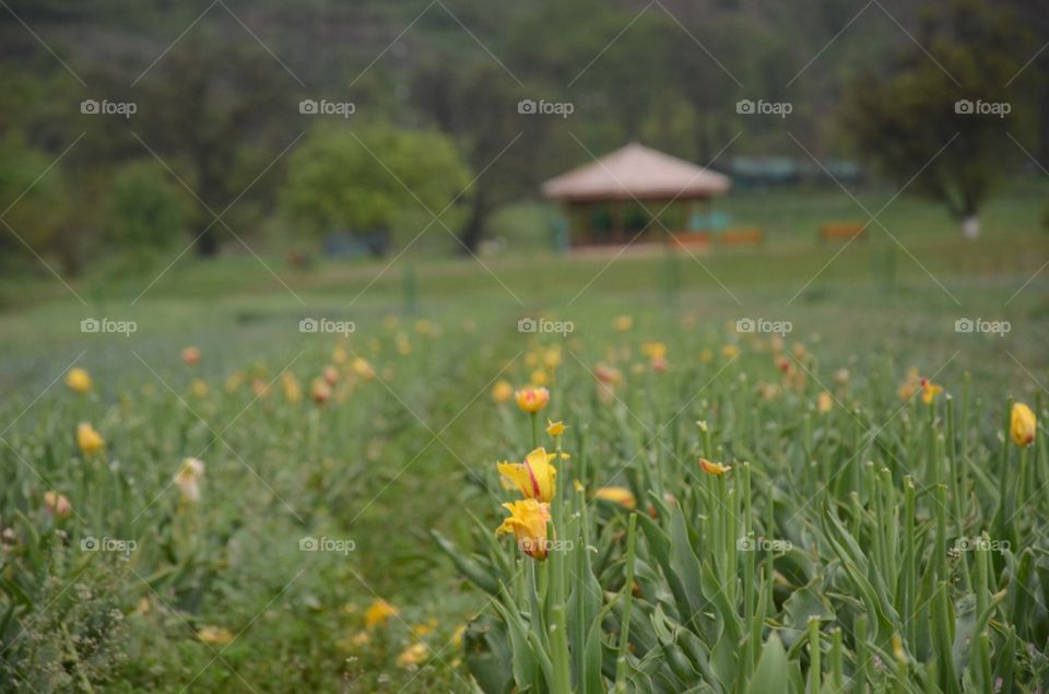 flowers