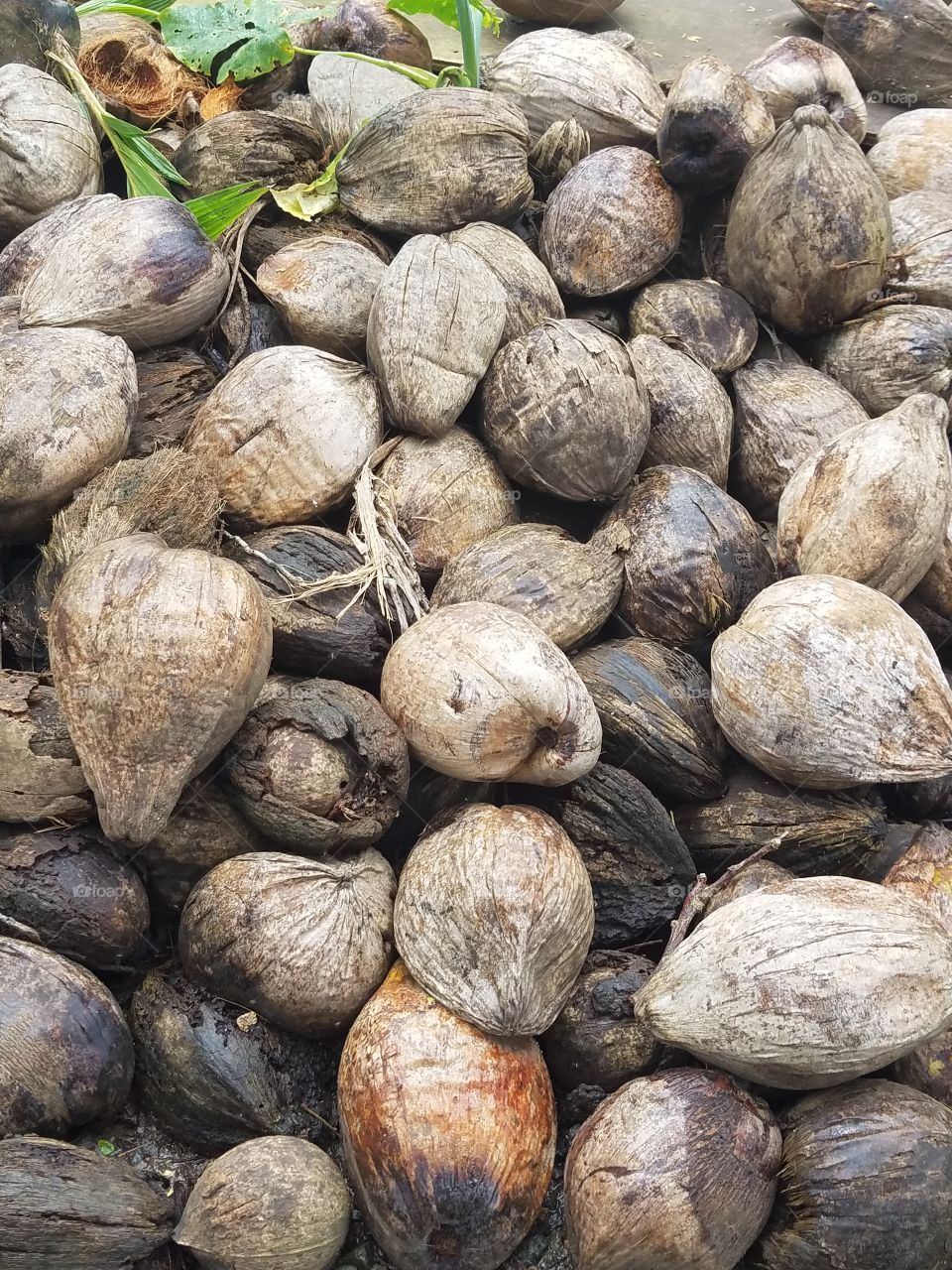 coconut harvest