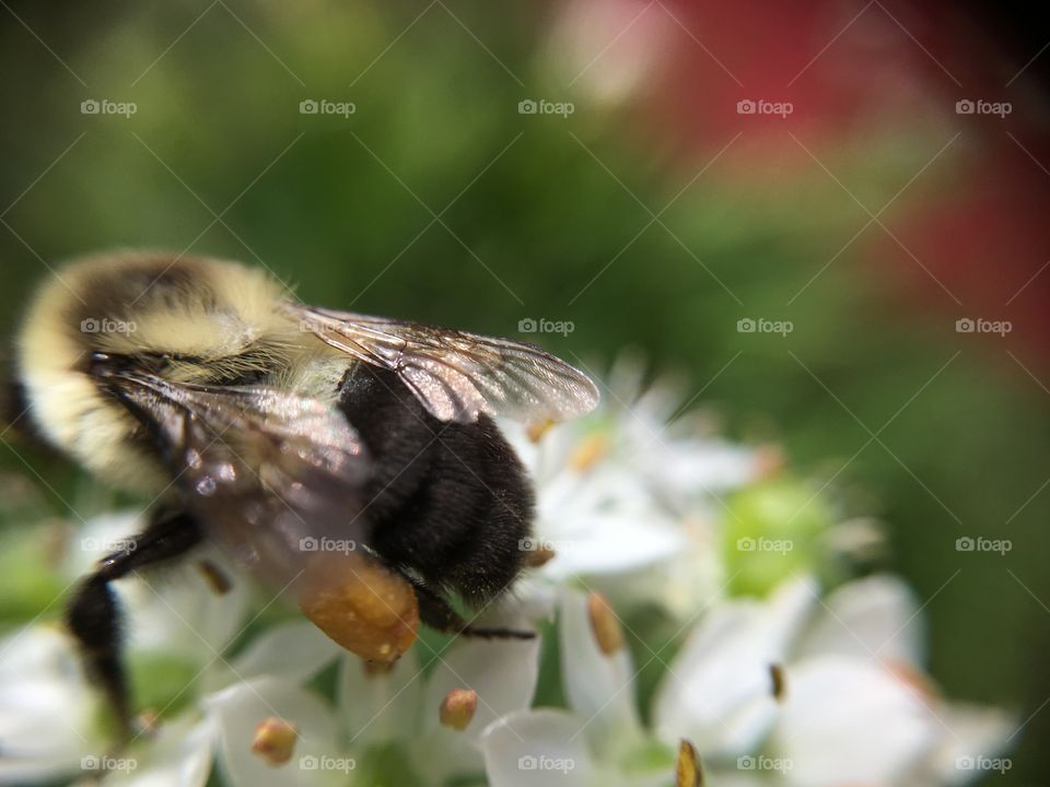 Bee with pollen 