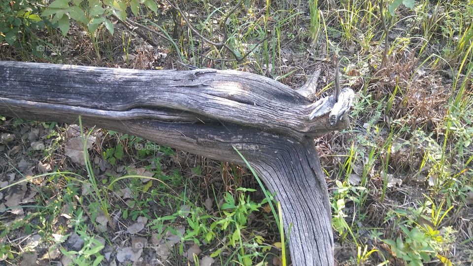old tree root