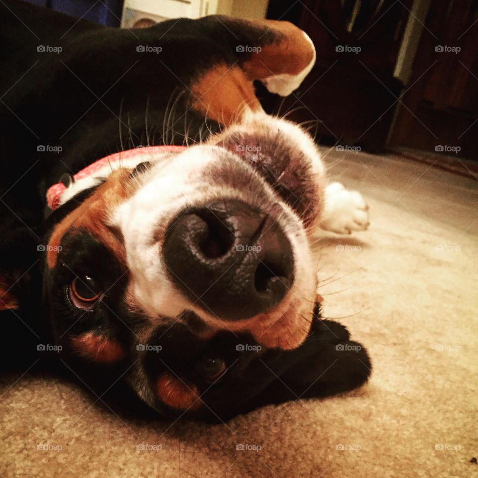 Dog. Upside down basset hound