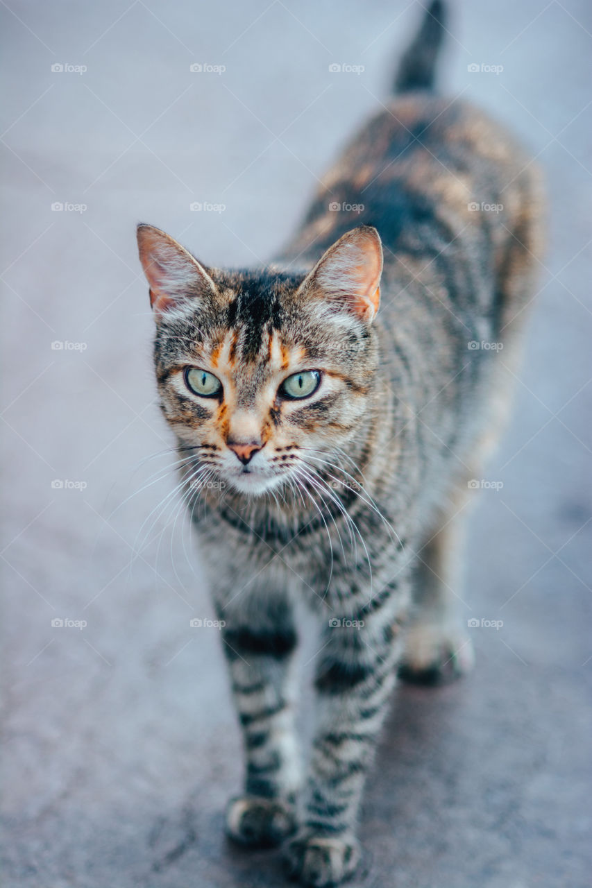 Tabby Tom Cat with Green Eyes Walking 3