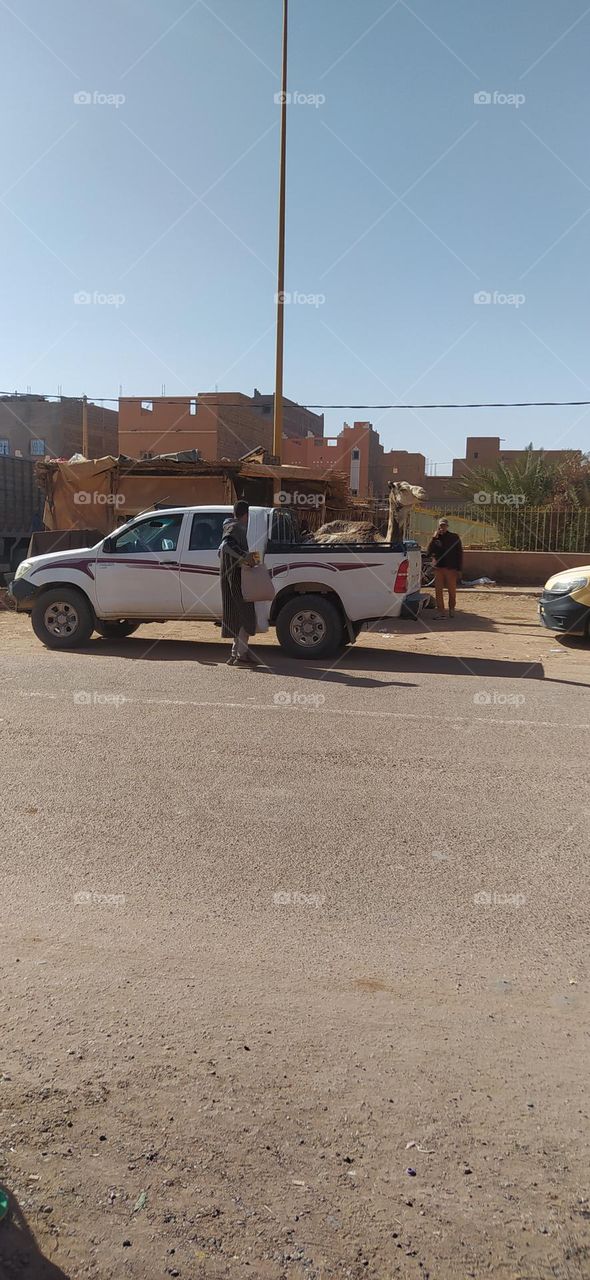 the camel on the car