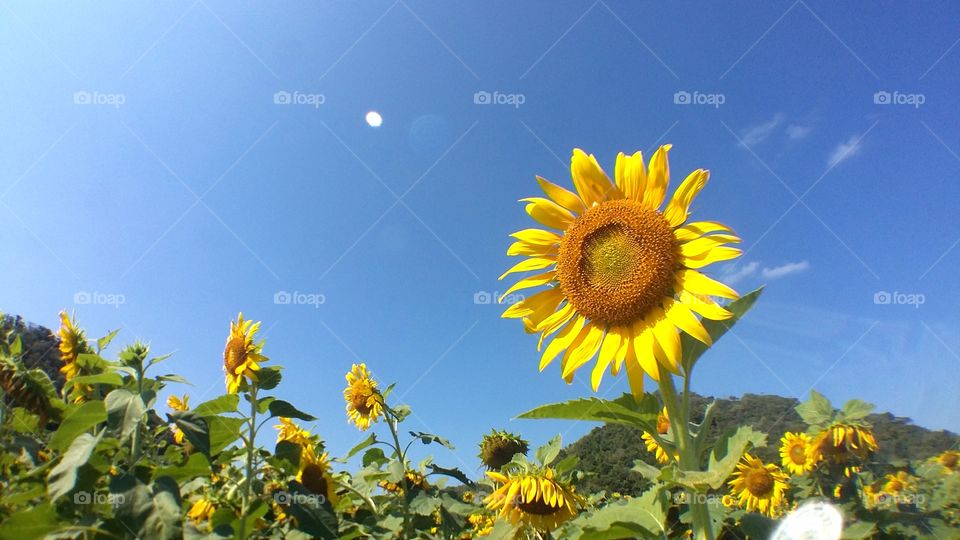 Sunflower Field