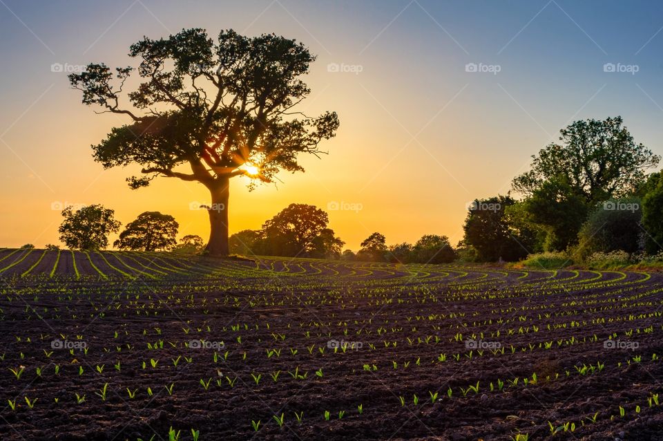 sunset over a field of maize shoots.