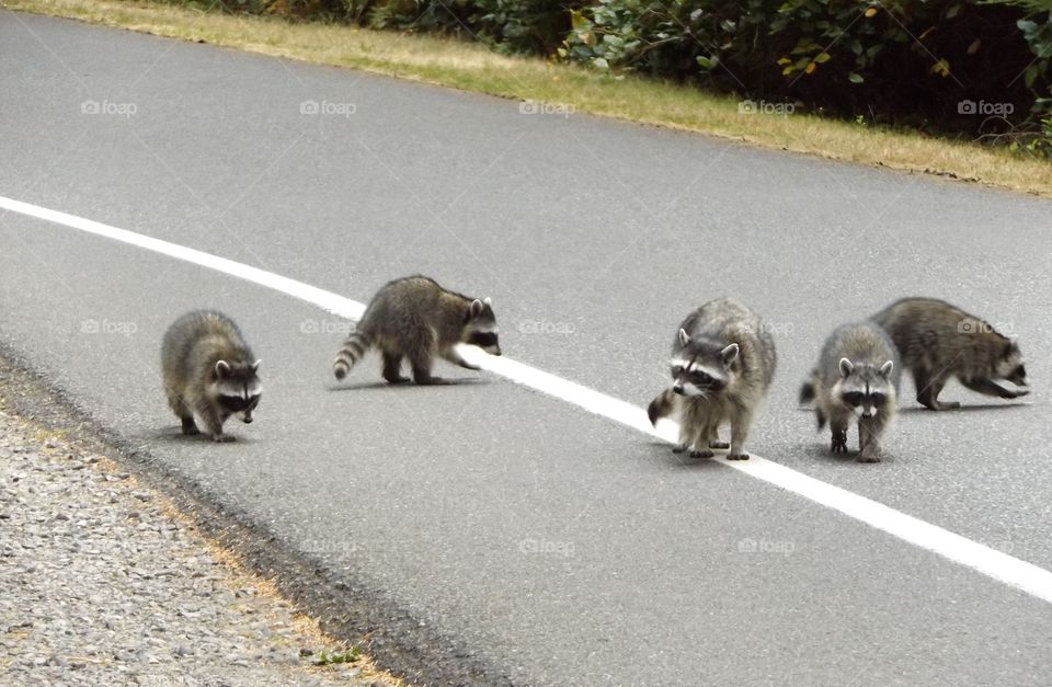 Raccoons 