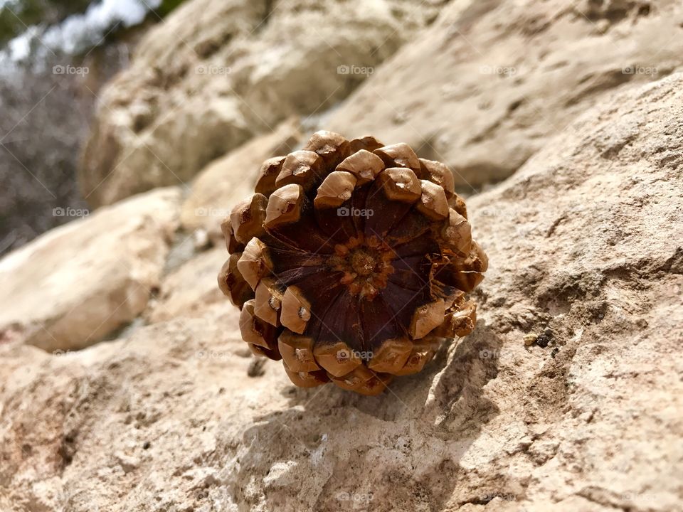 Pine cone on rock