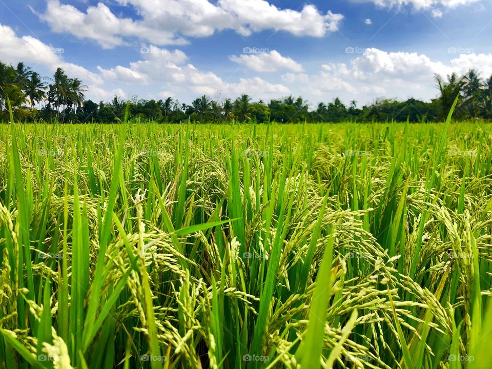 Rice Field, Lombok, Indonesia