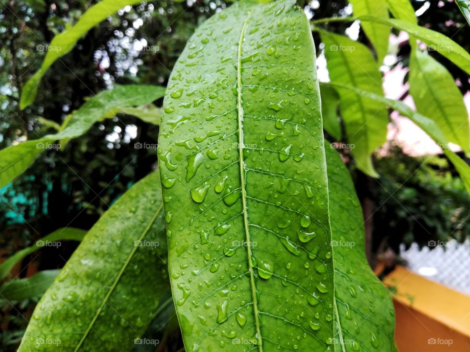the rainy after the drops are moving to leaf its looks lika dew