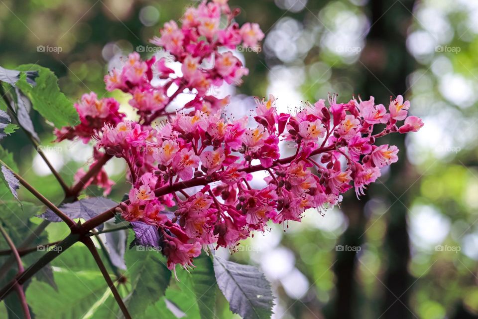 Wild chestnut flower