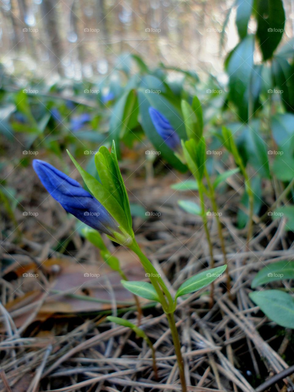 Nature, Leaf, Flora, Flower, Season