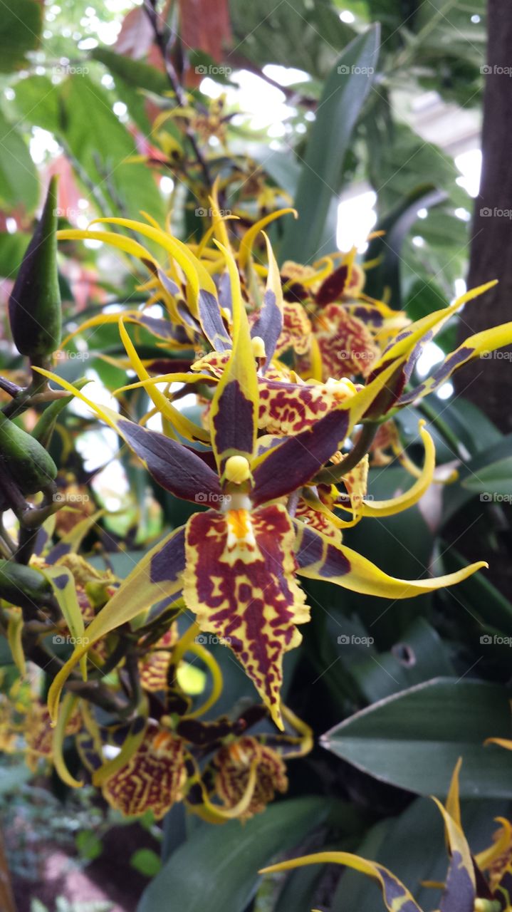 Orchid at Orchid show. Yellow and maroon Orchid at an Orchid show